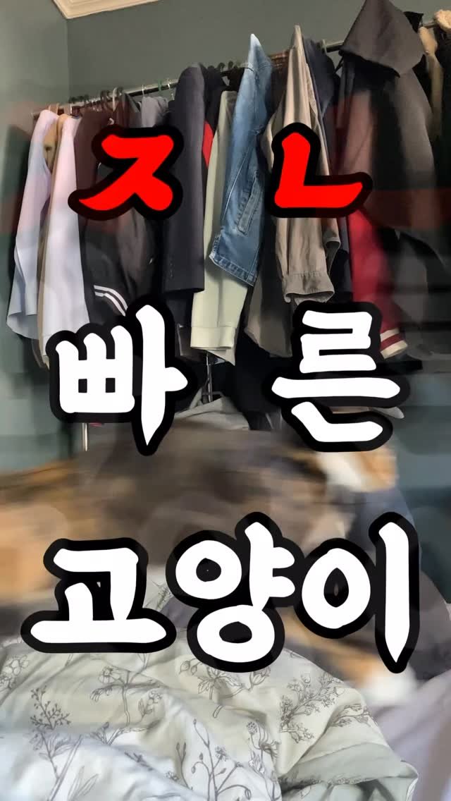 hiimchoseon 게시물 이미지: ㅈㄴ빠른 고양이
(비속어 사용 죄송함미다아...)
#고양이