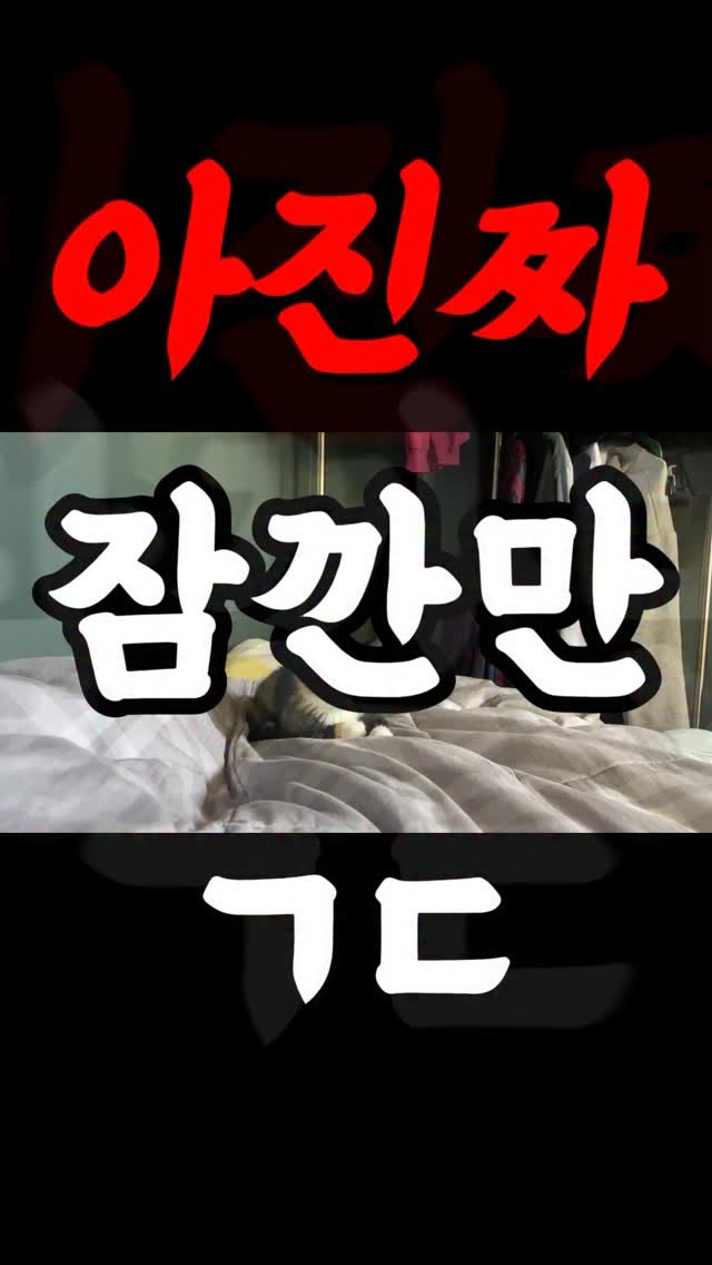 hiimchoseon 게시물 이미지: 후엥 졸귀자너 김초선.......#고양이