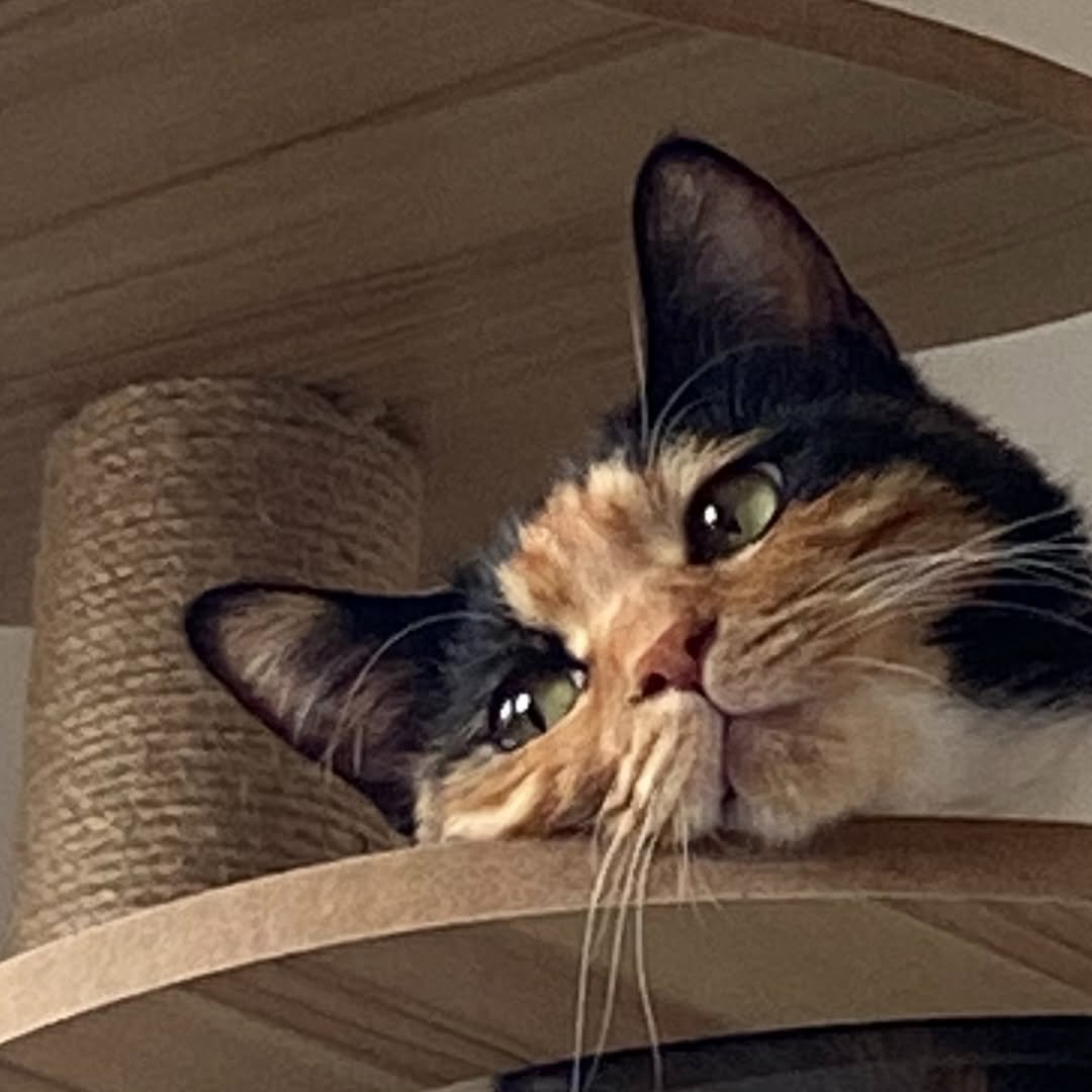 Photo by 김초선 on April 18, 2026. May be an image of Abyssinian cat, kitten, tortoiseshell cat and text.