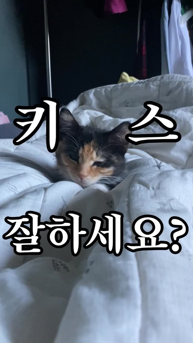 hiimchoseon 게시물 이미지: 키스 못하는 사람 주목
#고양이