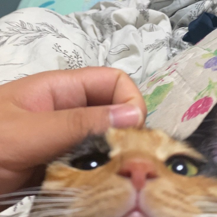 Photo by 김초선 on August 24, 2025. May be an image of Abyssinian cat, kitten and tortoiseshell cat.