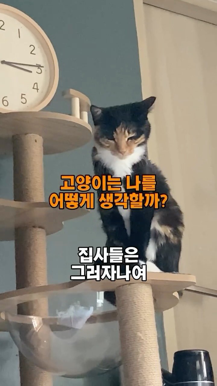 hiimchoseon 게시물 이미지: 아 이거 재밌네(5시간째)
#고양이 #ai