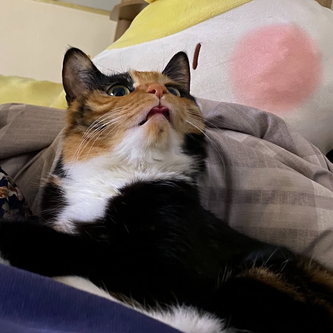 Photo by 김초선 on March 09, 2026. May be an image of Abyssinian cat, tortoiseshell cat, kitten and text.