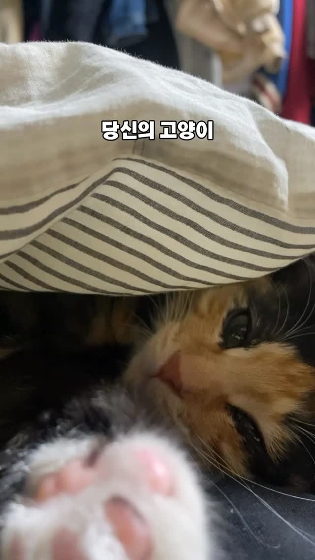 hiimchoseon 게시물 이미지: 끙야냄새는 사랑못해 미아내..
#피에브 #탈취제 #고체탈취제 #반려동물 #고양이