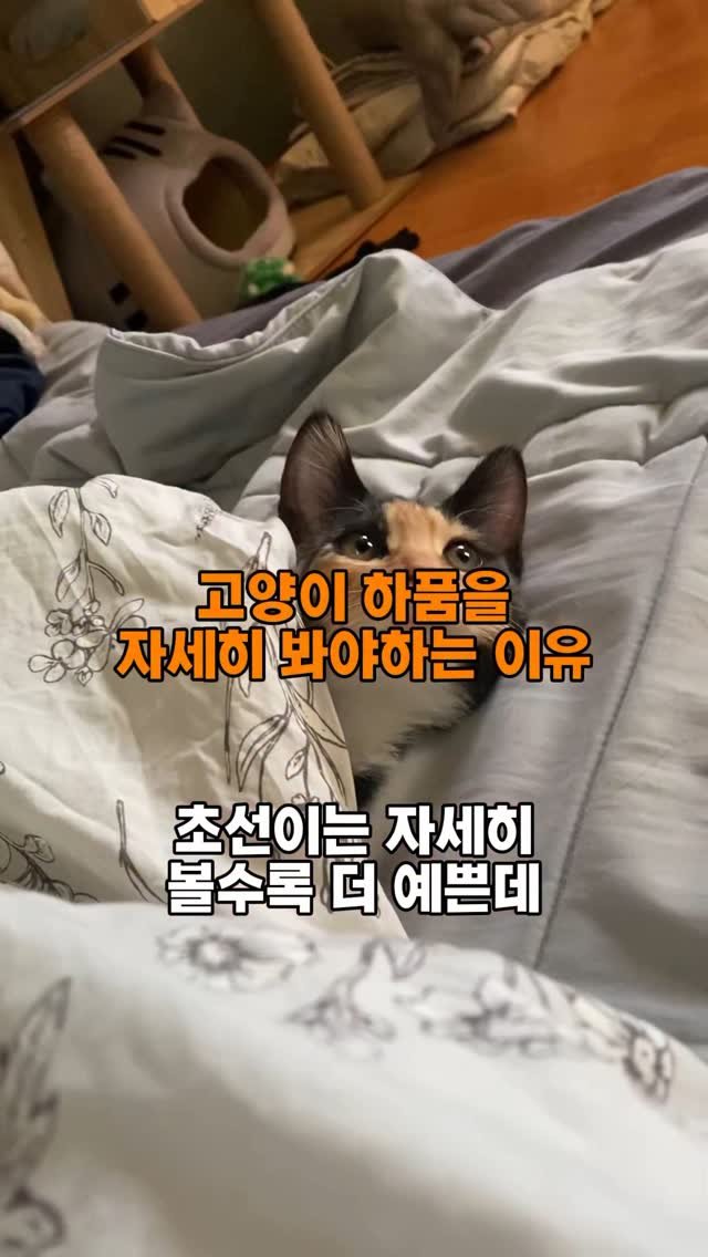 hiimchoseon 게시물 이미지: 과연 김초선은 하품 한방으로 몇명의 랜선집사들을 홀릴 수 있을 것인가
#고양이