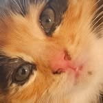 hiimchoseon 인스타그램 프로필 사진