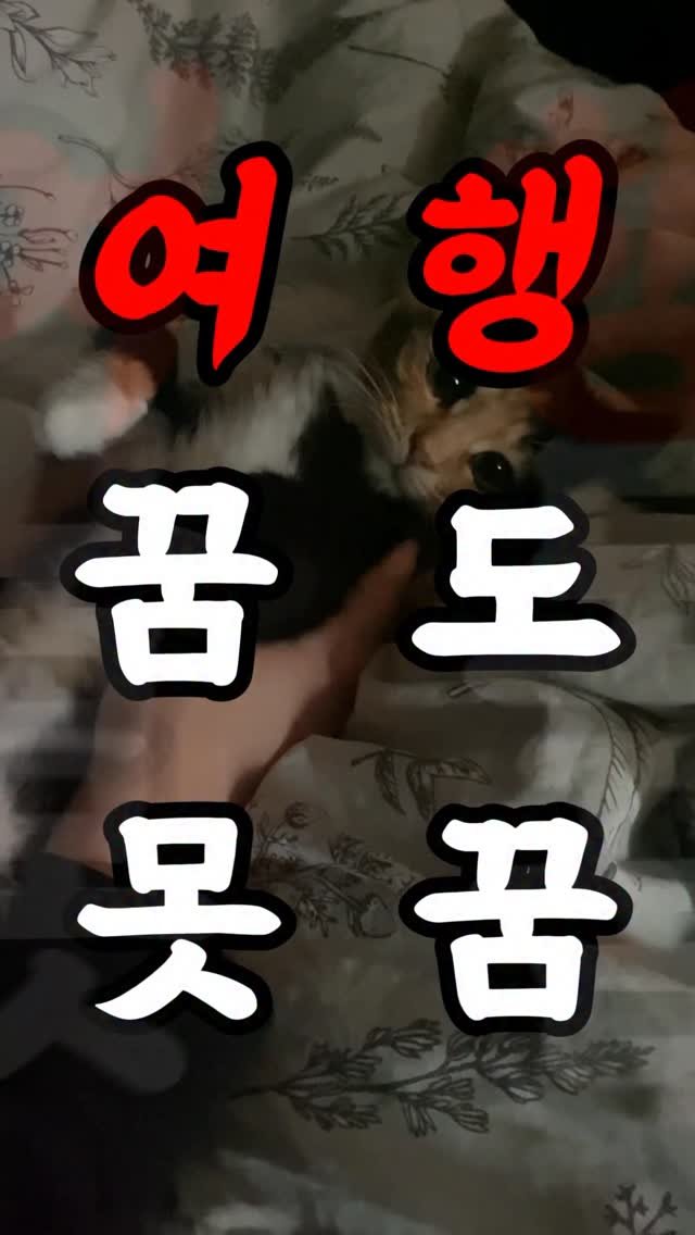 hiimchoseon 게시물 이미지: 여행은 꿈도 못꿉니다 #고양이