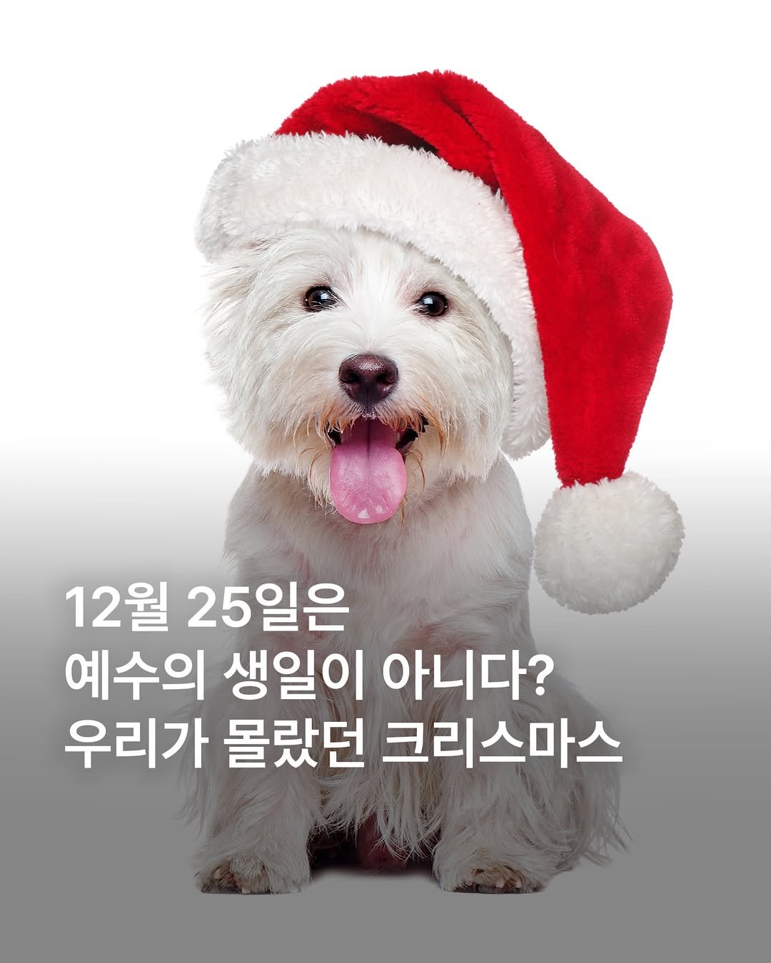 Photo by 에이치아이피 HIP on December 24, 2025. May be an image of Norwich terrier and text that says '12월 25일은 예수의 생일이 아니다? 우리가 몰랐던 크리스마스'.