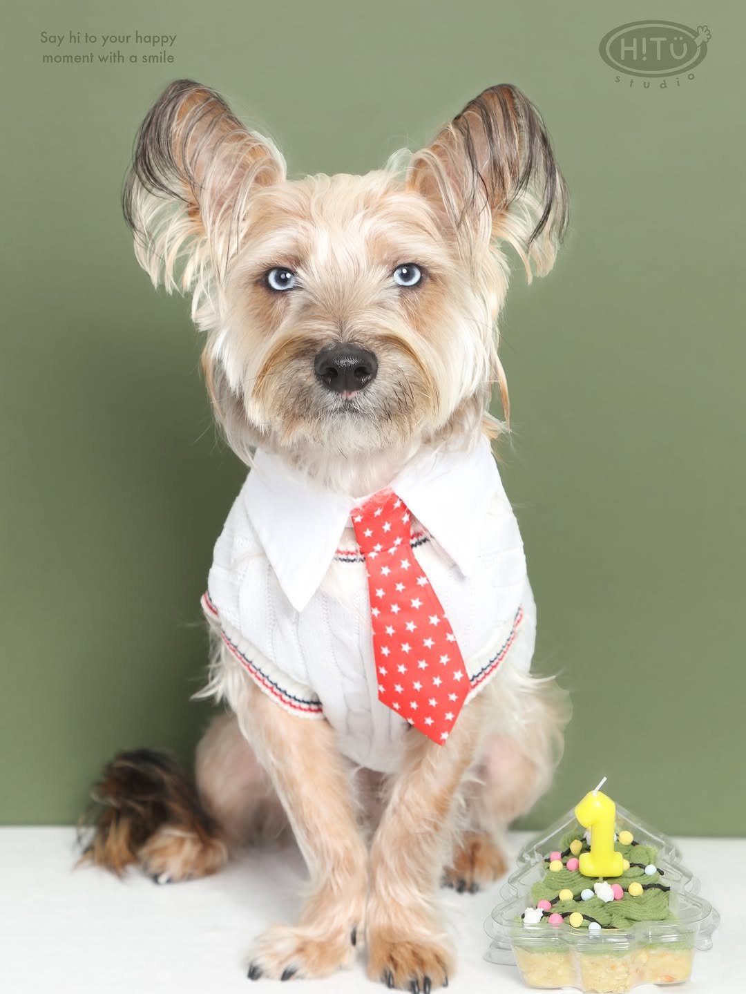 Photo by 하이투유스튜디오 | Hi!toyou studio | 성수사진관•성수증명사진•여권사진•프로필사진 on December 17, 2025. May be an image of Norwich terrier, bowtie and text that says 'Sayhitoyourhappy hitoyourhappy nito your noppy Say moment with momentwithasmile a smile HITÜ studio'.