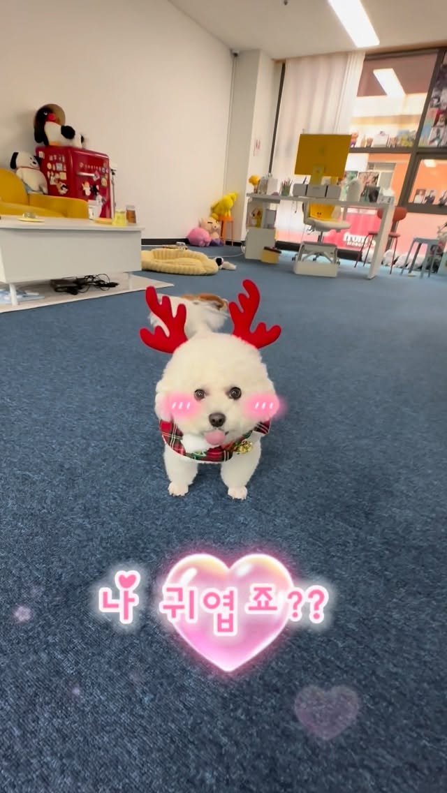 hitoyou_studio 게시물 이미지: 루사장님 루돌프 된 썰 .. 🎄🎅🏻

#강아지#강아지사진#크리스마스