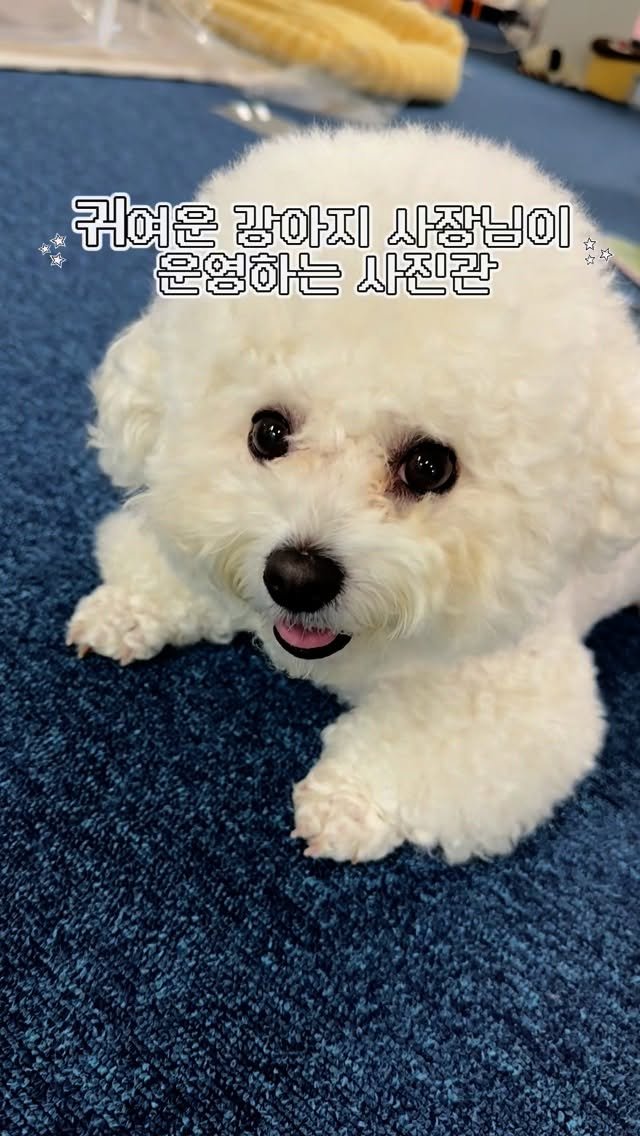 hitoyou_studio 게시물 이미지: 귀여운 강아지 사장님이 운영중인 사진관 🐾 

하이투유스튜디오 성수동 사진관
[...