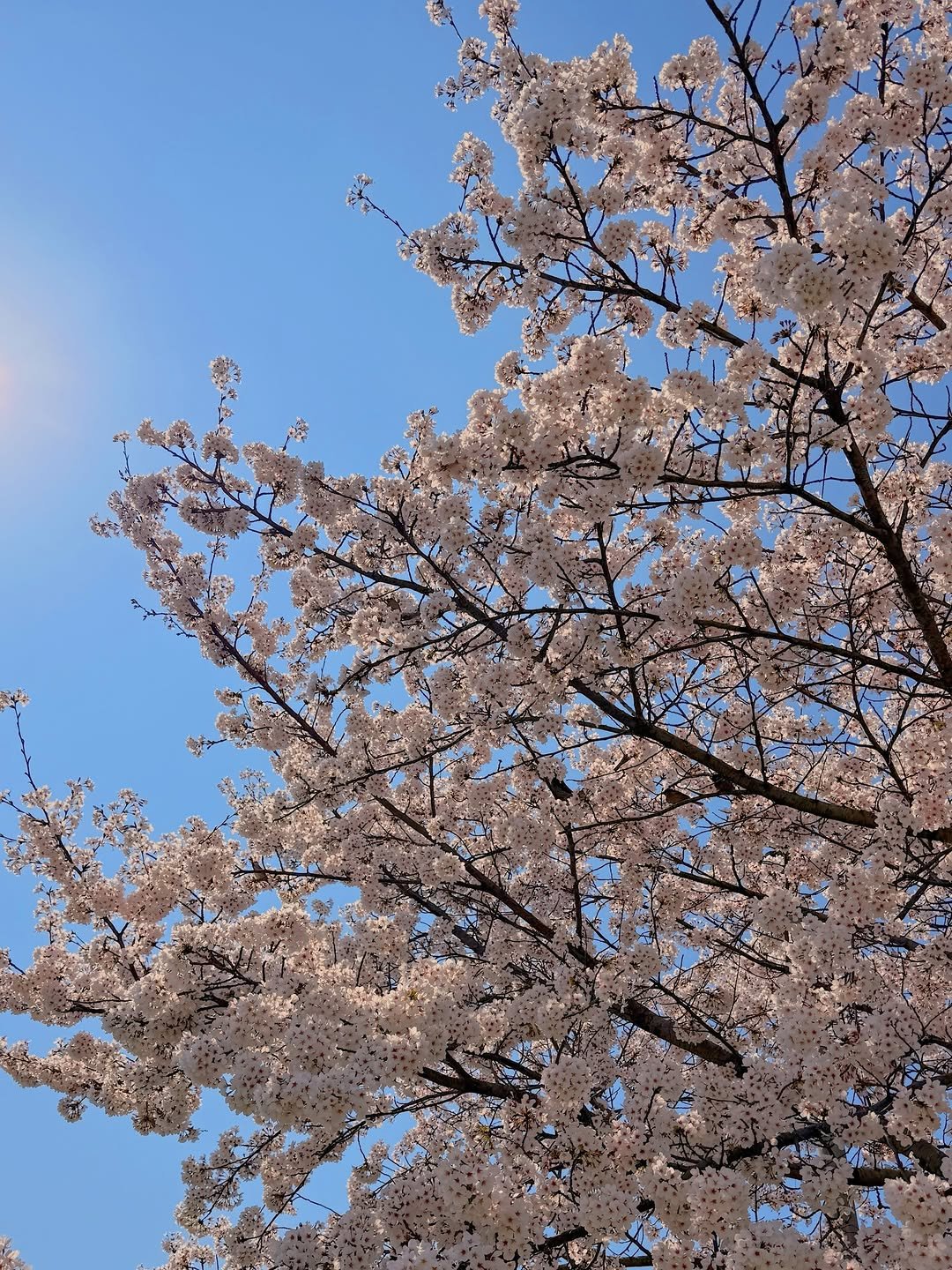 hj_0130__ 게시물 이미지: 🌸 실시간 #원성천 #벚꽃 개화 상황 🌸

완전 만개, 오늘이 절정이에요!...