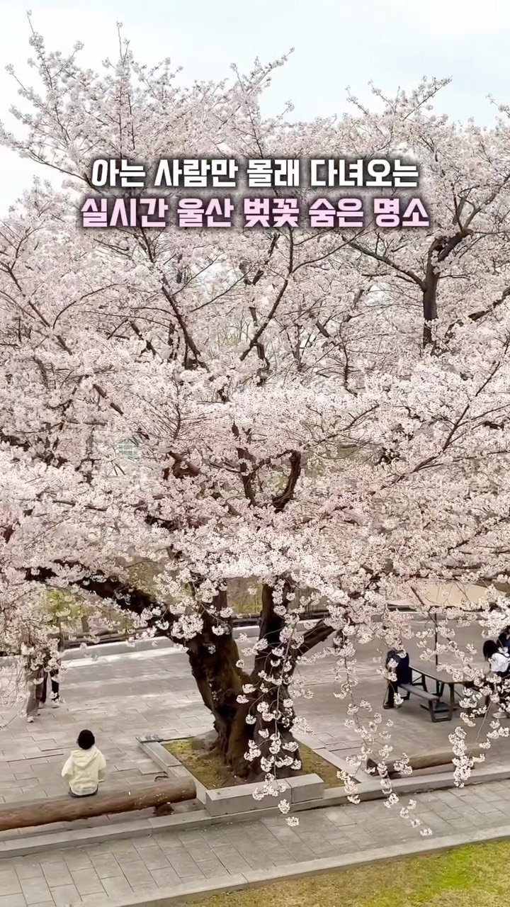 hj_rebecca 게시물 이미지: (저장/공유💌) 아는 사람만 몰래 다녀오는 #실시간 울산 벚꽃 명소🌸

📸...