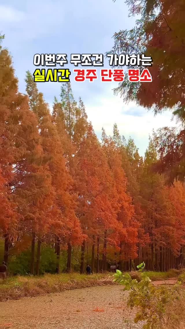 hj_rebecca 게시물 이미지: (저장/공유💌) #실시간 무조건 가야하는 경주 단풍 명소🧡

📸 2025. 11....