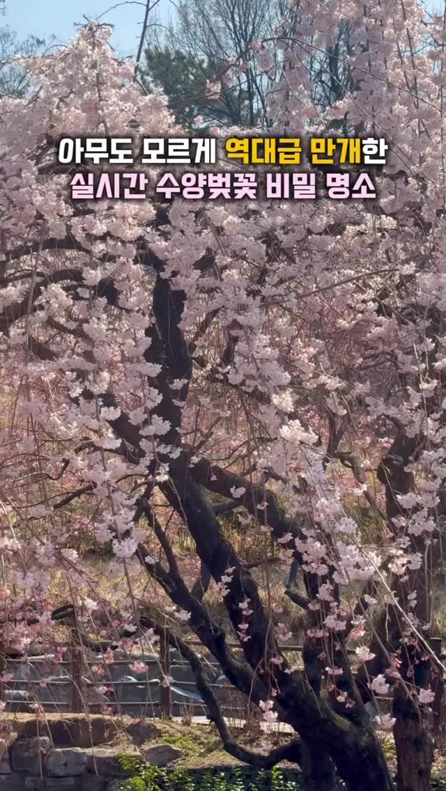hj_rebecca 게시물 이미지: (공유/저장💌) 아무도 모르게 역대급 만개한 #실시간 수양벚꽃 명소🩷

📸...