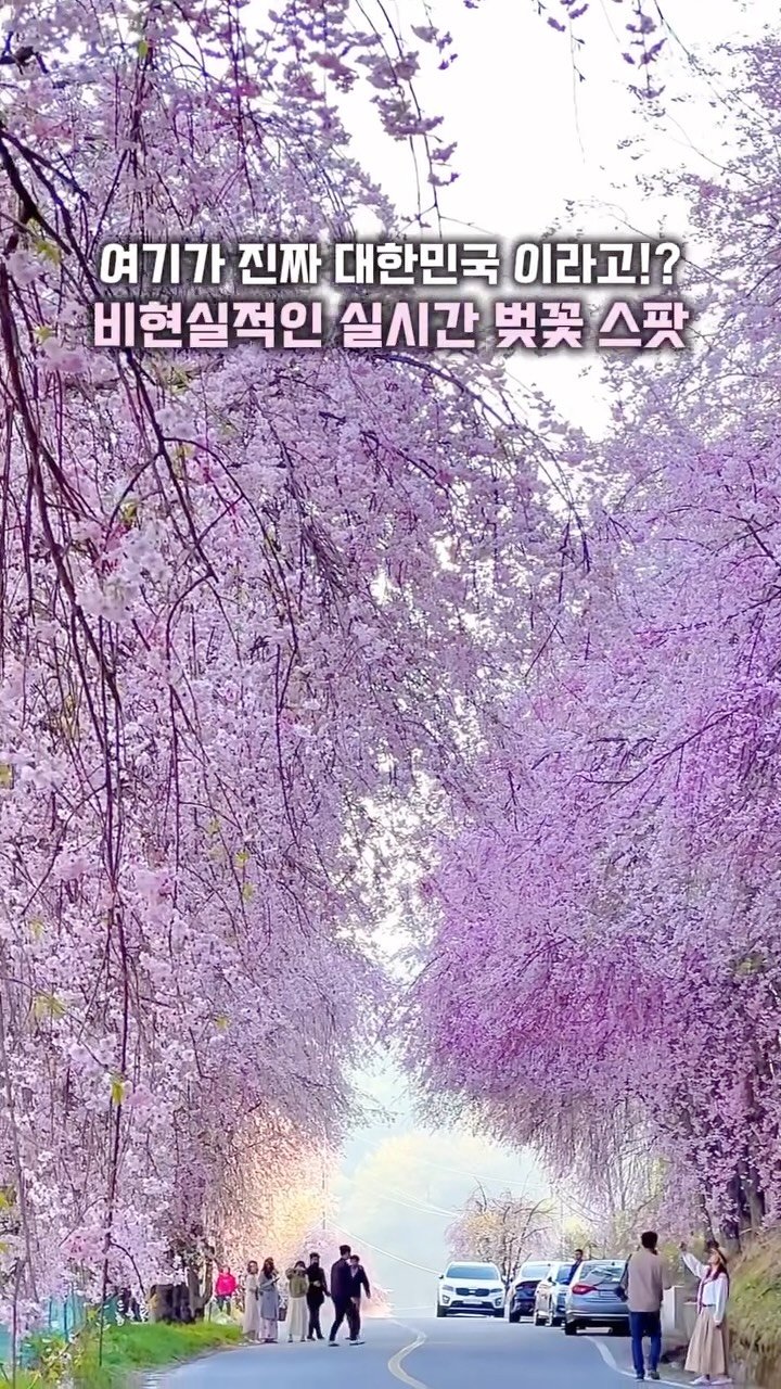 hj_rebecca 게시물 이미지: (공유/저장💌) 믿을 수 없는 비현실적인 대한민국 #실시간 핑크빛 벚꽃 폭포...