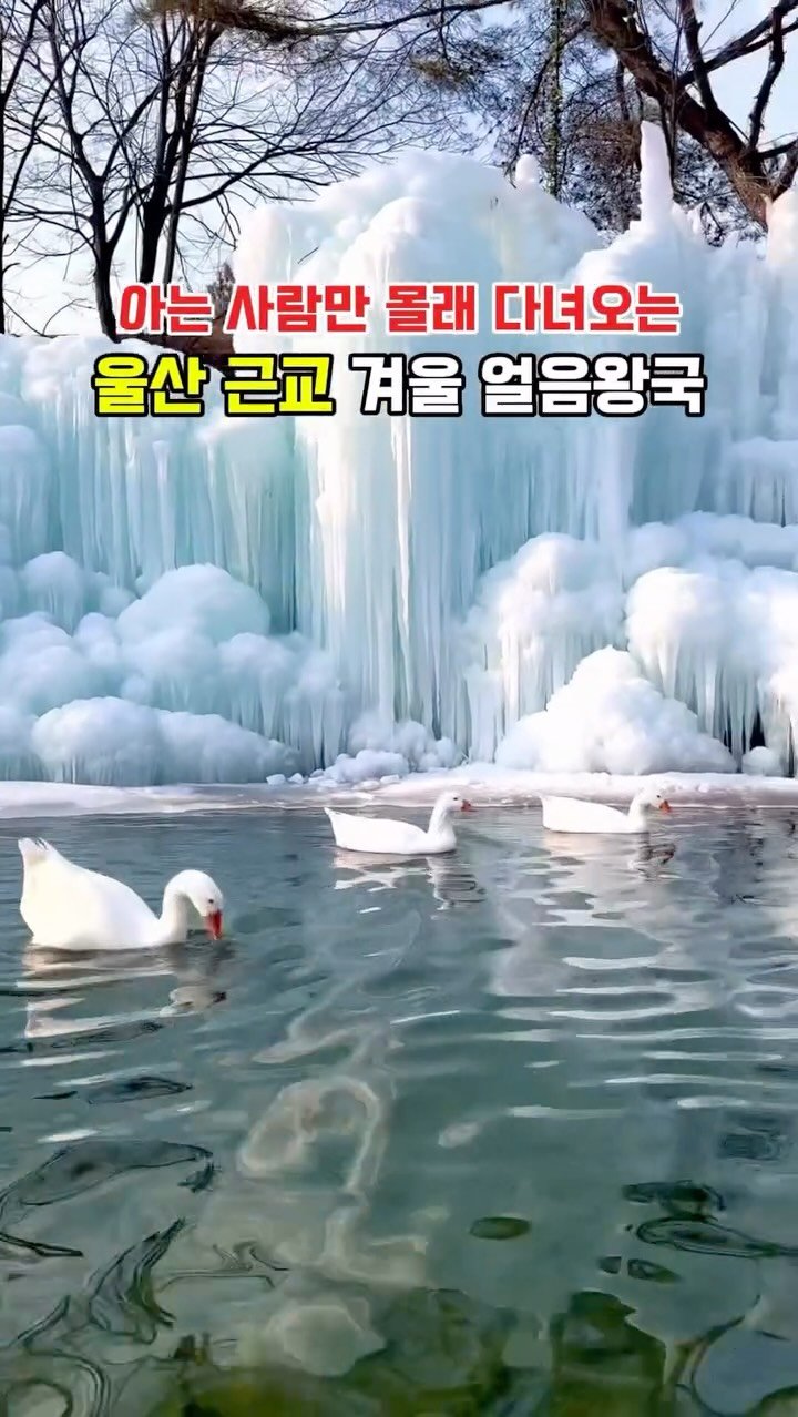 hj_rebecca 게시물 이미지: (저장/공유💌) 아는사람만 몰래 가는 울산 근교 겨울 얼음왕국💛

저절로 겨울왕국의...