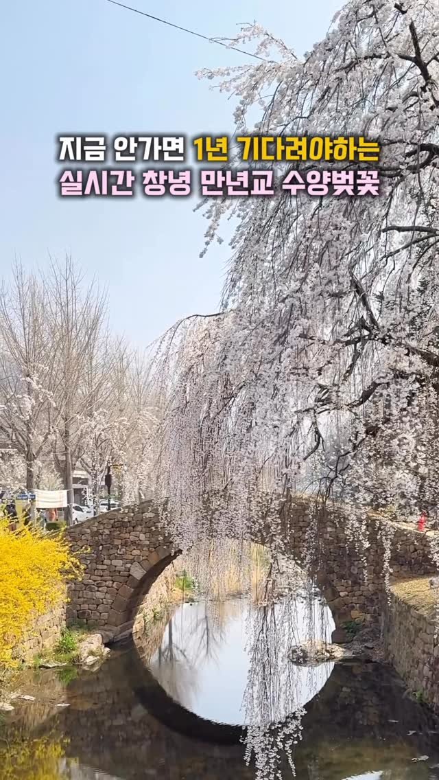 hj_rebecca 게시물 이미지: (저장/공유💌) 지금 안가면 1년 기다려야하는 #실시간 창녕 수양벚꽃🌸

📸...