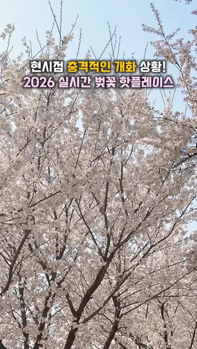 hj_rebecca 게시물 이미지: (공유/저장💌) 현시점 충격적인 개화 상황! #실시간 벚꽃 핫플레이스🩷

📸...