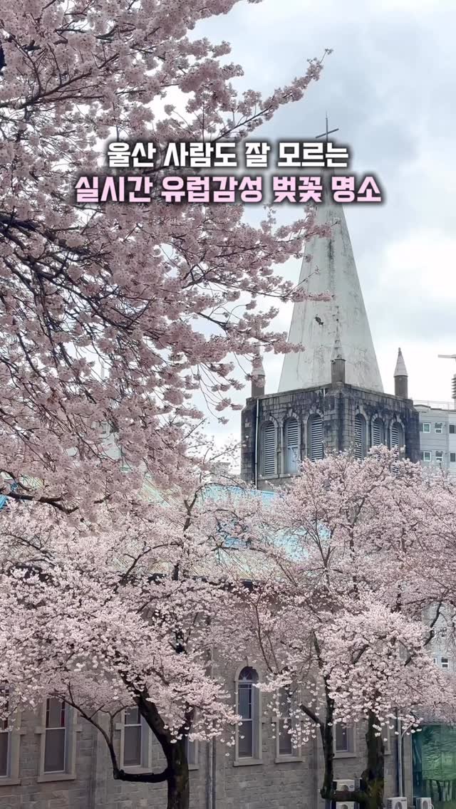 hj_rebecca 게시물 이미지: (공유/저장💌) 울산 사람도 잘 모르는 #실시간 유럽감성 벚꽃 명소🩷

📸...