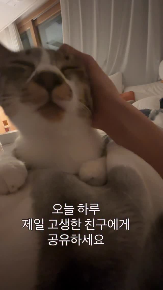 hodu._._.maru 게시물 이미지: 토닥토닥