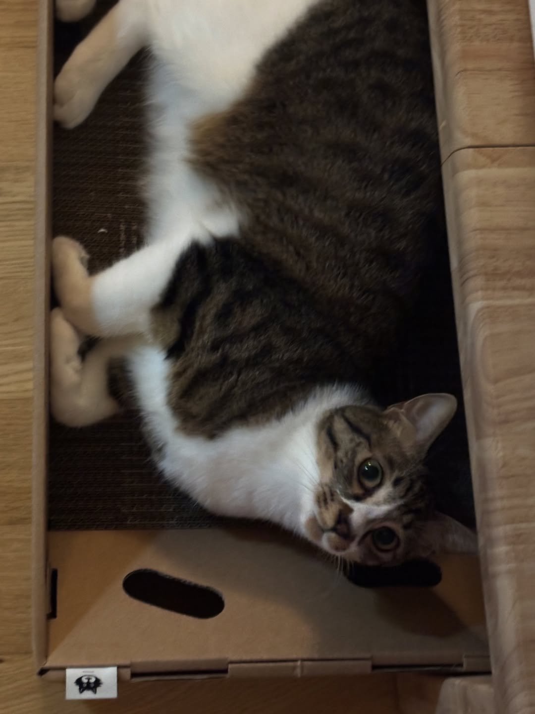 Photo by 호두랑 마루 on October 22, 2025. May be an image of cat.