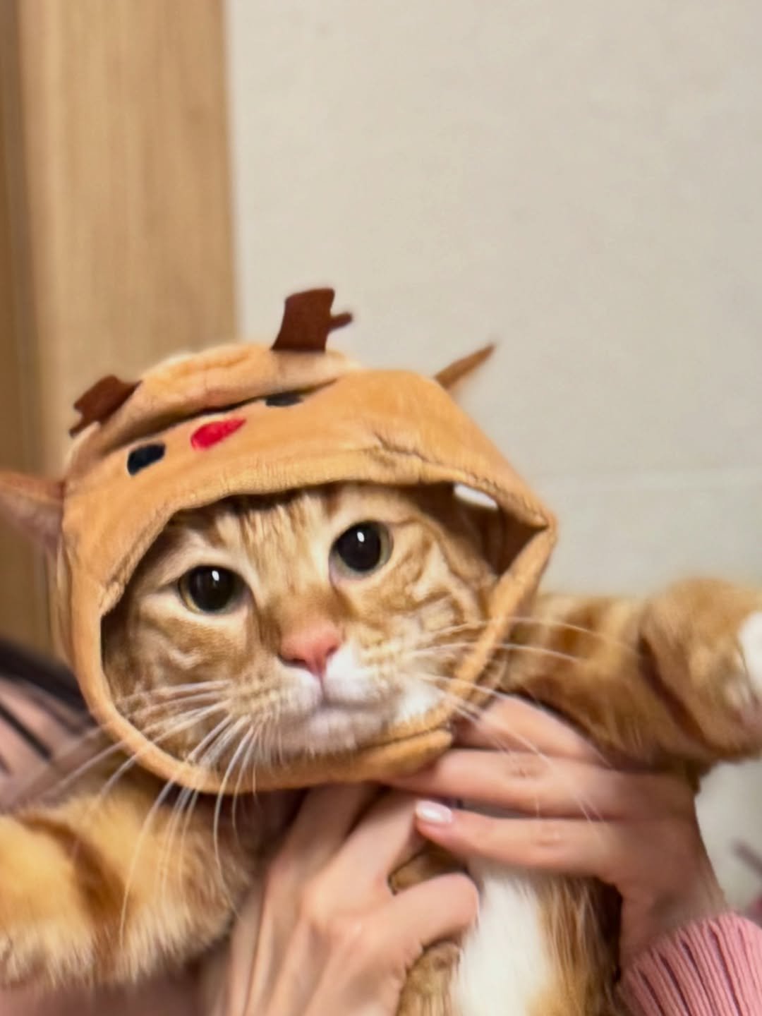 Photo by 호두랑 마루 on December 24, 2025. May be an image of Abyssinian cat, kitten, hat, costume and text.