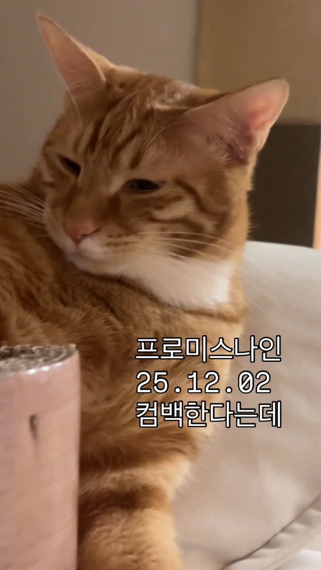 hodu._._.maru 게시물 이미지: 프로미스나인 내일 컴백이라는데?☃️