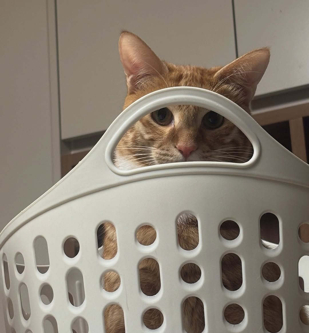 Photo by 호두랑 마루 on December 06, 2025. May be an image of kitten, basket and text.