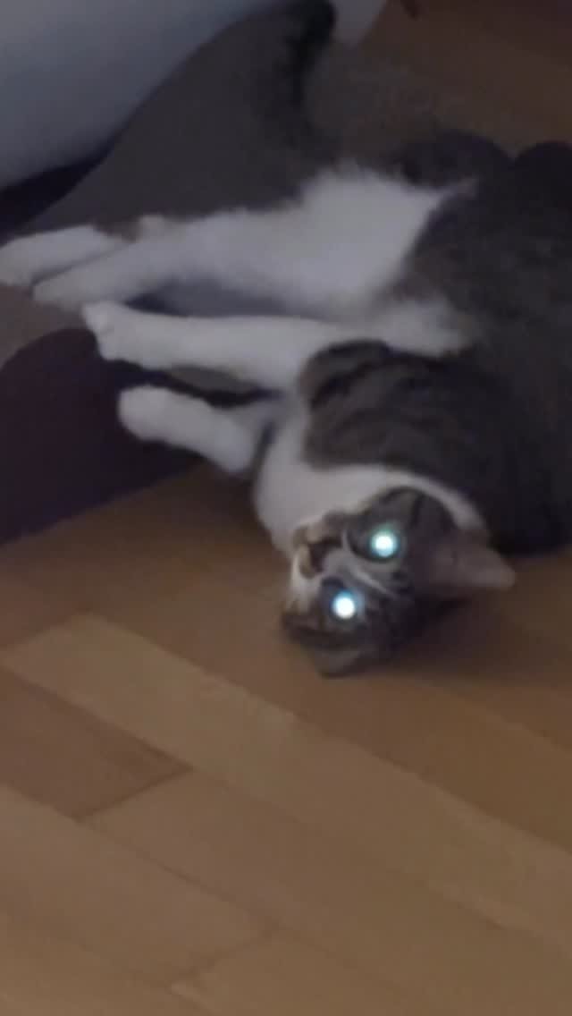 hodu._._.maru 게시물 이미지: 레이저빔
#고양이 #cat #미묘 #마루