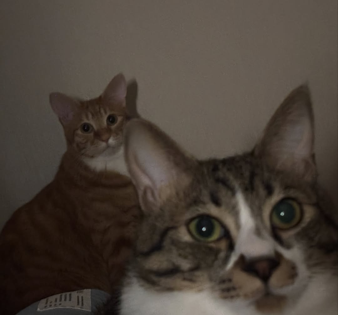 Photo by 호두랑 마루 on November 22, 2025. May be an image of kitten, Abyssinian cat and text.