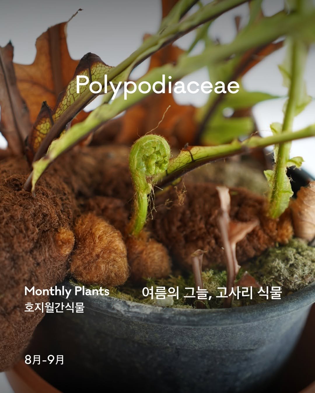 Photo by 호지 hoji® on July 31, 2025. May be an image of text that says 'Polypodiaceae Monthly Plants 호지월간식물 여름의 그늘, 고사리 식물 8月-9月'.