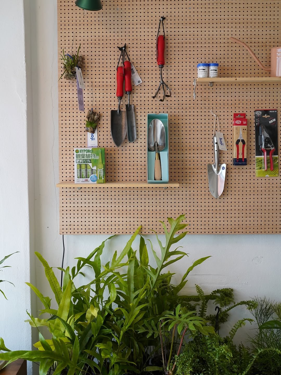 Photo by 호지 hoji® on August 08, 2025. May be an image of hand drill, pegboard, ivy, mistletoe cactus and text.