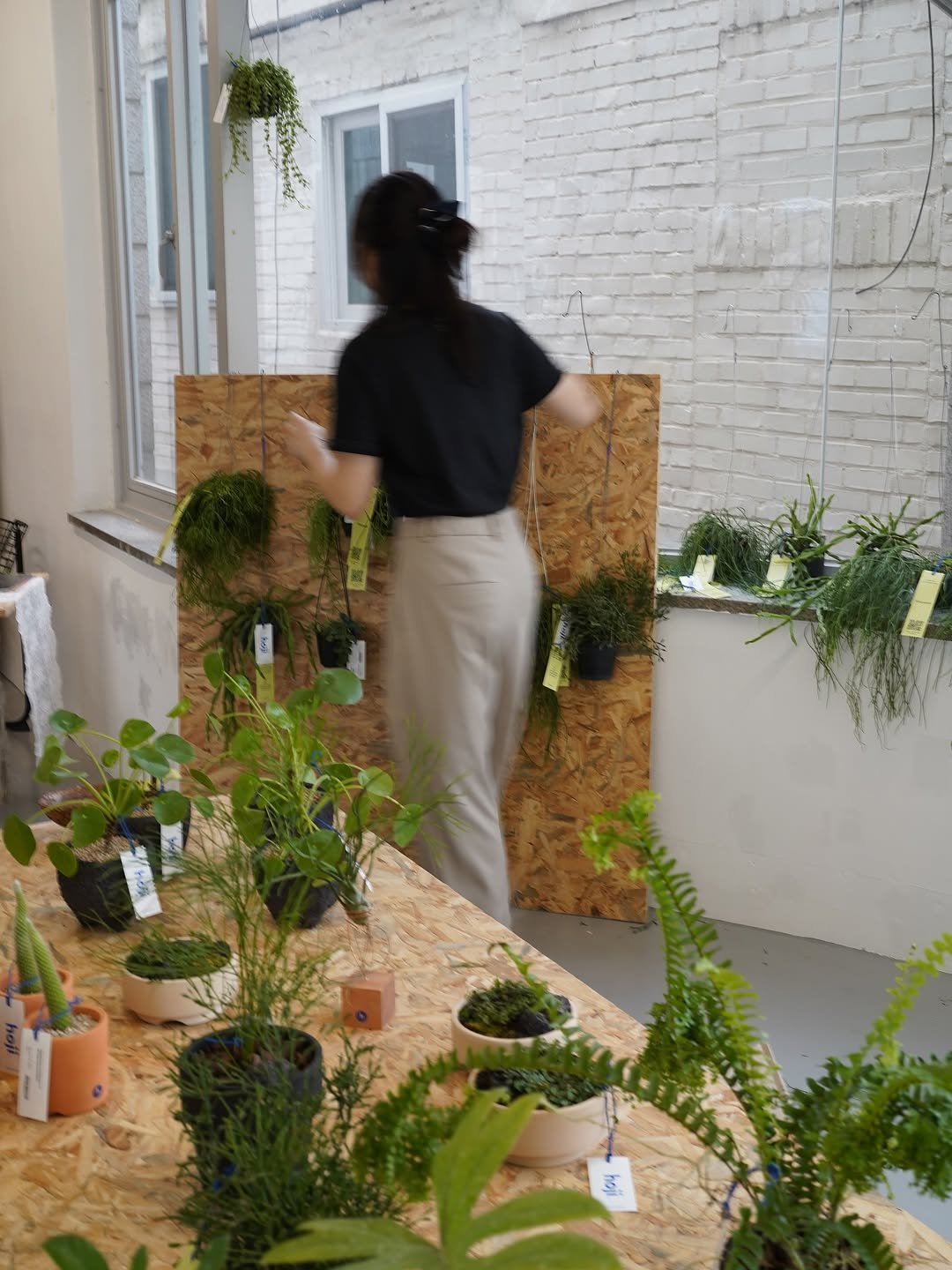 Photo by 호지 hoji® on July 18, 2025. May be an image of 1 person, house plant, mistletoe cactus and text.
