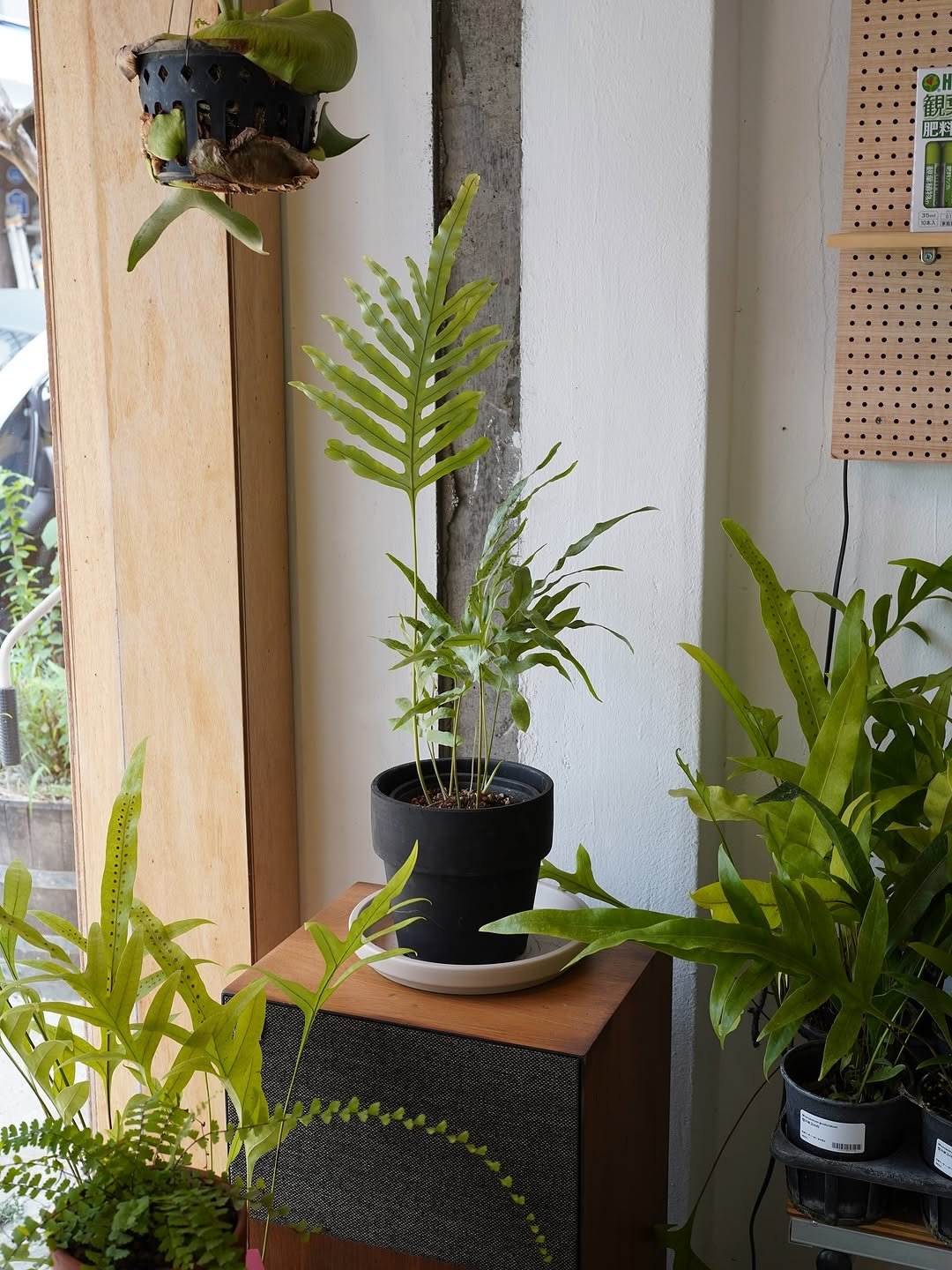Photo by 호지 hoji® on August 01, 2025. May be an image of house plant, mistletoe cactus and text that says '現 C 開'.