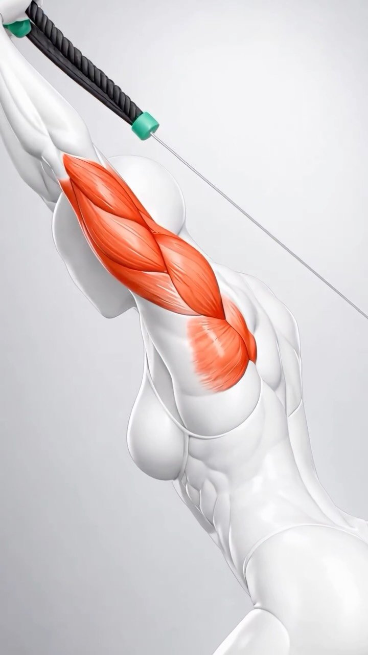 homeabs 게시물 이미지: Train Your Triceps Like This

Hit every head...