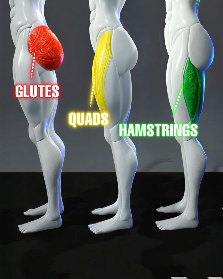 homesquatguide 게시물 이미지: Hit 3 Lower Muscle Groups at Once

Train...
