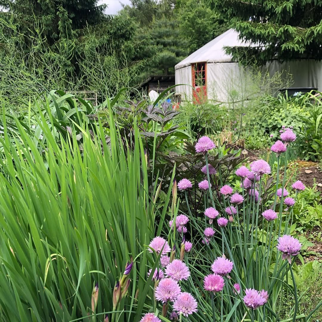 Photo by Teri Page on June 11, 2024.