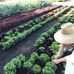 littlebig.farm 프로필 사진