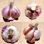 filareegarlicfarm 프로필 사진