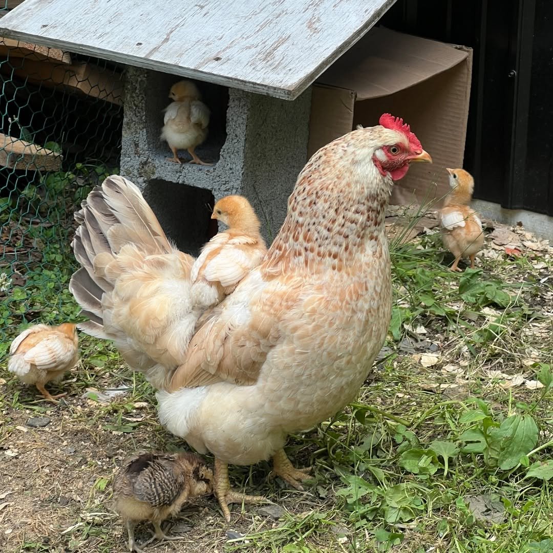 Photo by Teri Page on July 06, 2025.