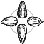 siskiyouseeds 프로필 사진