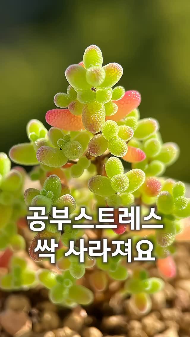 homie.wizard 게시물 이미지: 댓글에 “탕후루” 남겨주세요
또는 프로필 링크에서 <113번> 검색!

매일 무거운...