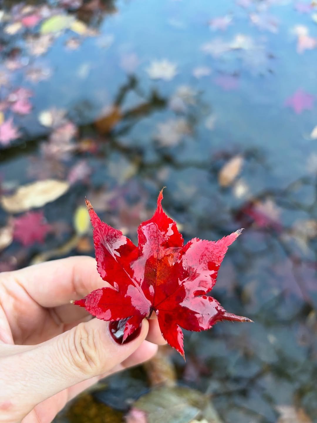 honey_lee32 게시물 이미지: 이 가을 당신의 색깔은 무엇인가요.
지천으로 깔린 빨강, 노랑, 갈색, 초록...