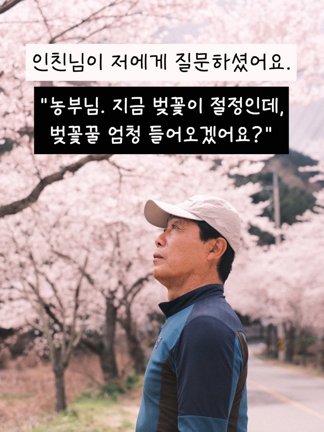 Photo by 꿀며든다 I 55년 양봉농부 I 천연 벌꿀 100% on March 31, 2026. May be an image of text that says '인친님이 저에게 질문하셨어요. "농부님. 지금 벚꽃이 절정인데, 벚꽃꿀 엄청 들어오겠어요?"'.