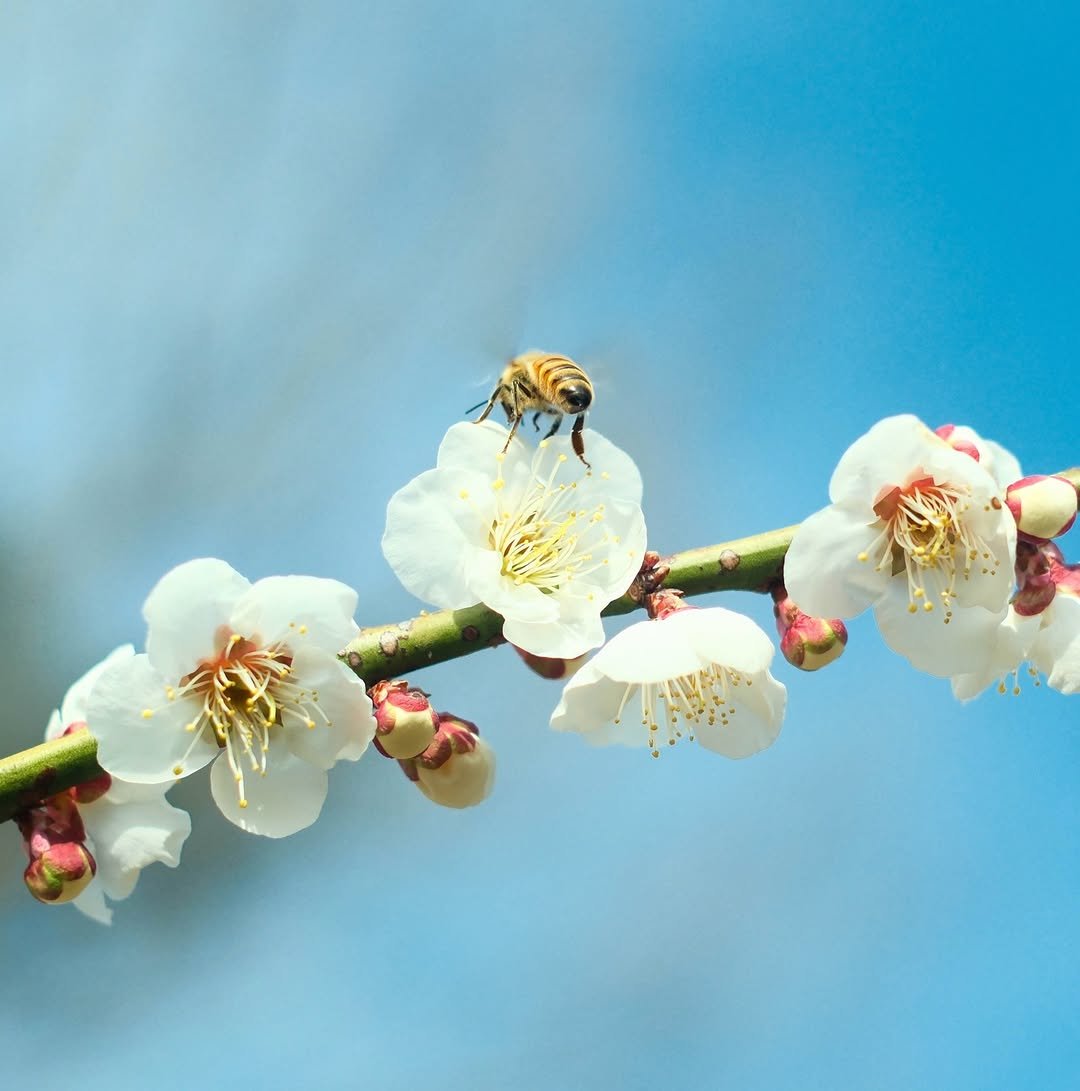 Photo by 꿀며든다 I 55년 양봉농부 I 천연 벌꿀 100% on March 14, 2026. May be an image of bee, stone-fruit tree and text.