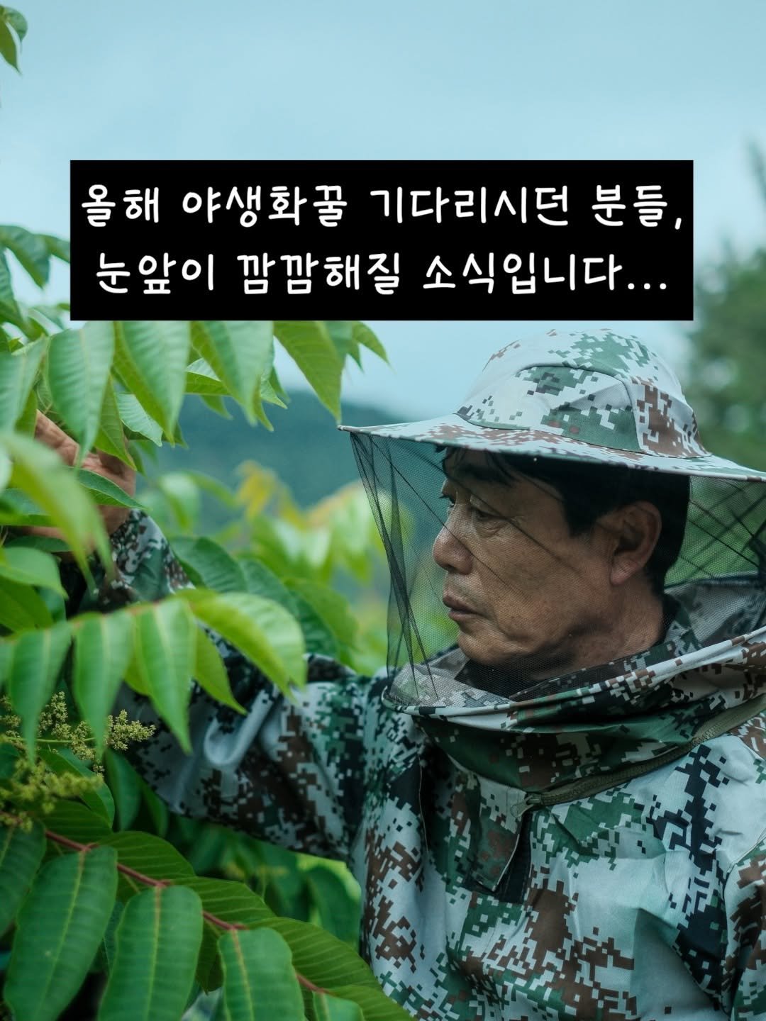 honeybetterbest 게시물 이미지: 무거운 소식을 전할때마다
마음이 참 좋지 않네요.

현재 벌꿀 유밀상황을...