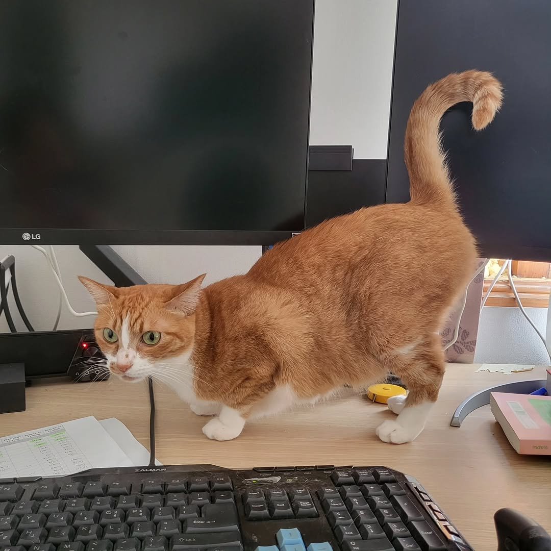 Photo by 고양이홍대리 Youtuber | 수제 고양이장난감 사장 on August 29, 2025. May be an image of Abyssinian cat, kitten and text that says '®LG'.
