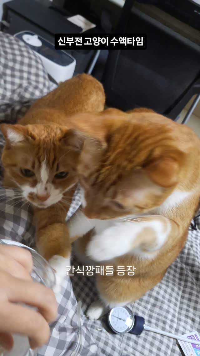 hong_cat_gold 게시물 이미지: #신부전고양이 수액타임,,,인테 어쩐지 잔치열렸네;;;
수액맞을때만 간식을 준지도...