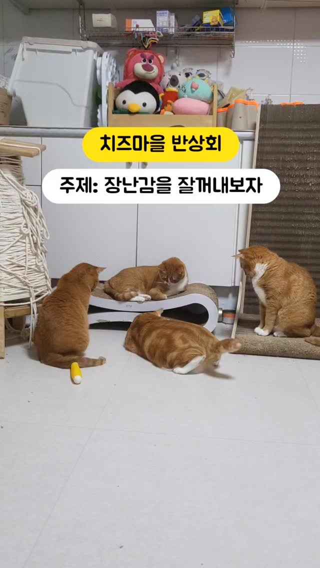 hong_cat_gold 게시물 이미지: #냥스타그램 모두가 홍이를 바라보는 이유 ❤️ 
홍이가 엄마인 깐돌이을 키웠고,...